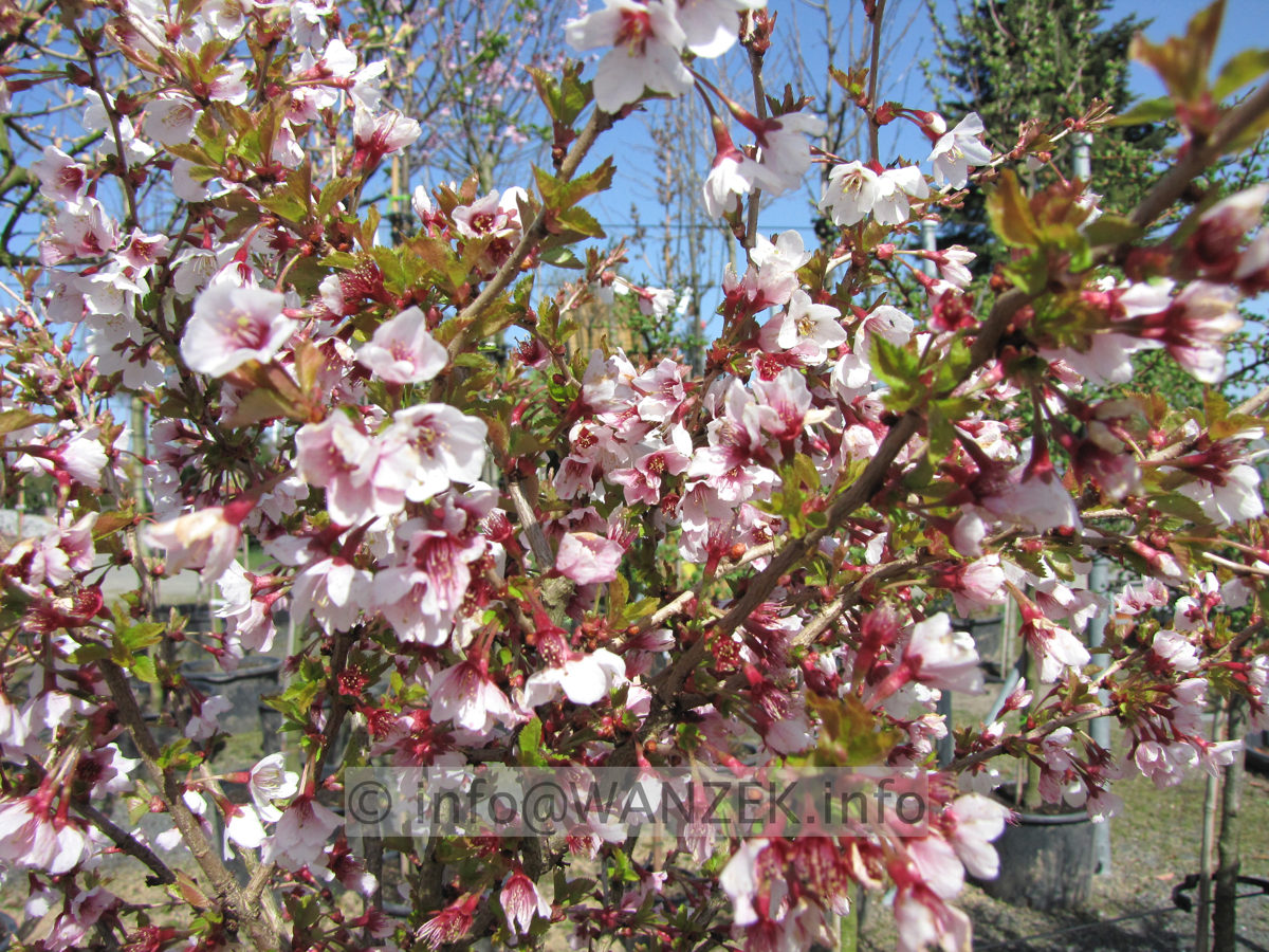Prunus incisa Kojou-No-Mai 08 bluehend nah.JPG